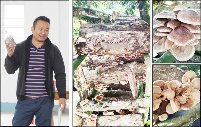 (Left): Dr Sosang Longkumer, CEO of ALON MPCS Limited (Society) and also the Founder and Director of KONGER AGRITECH (Pvt Ltd Company). (Right) Shiitake mushrooms grown in logs by a farmer in Impur under Mokokchung district.